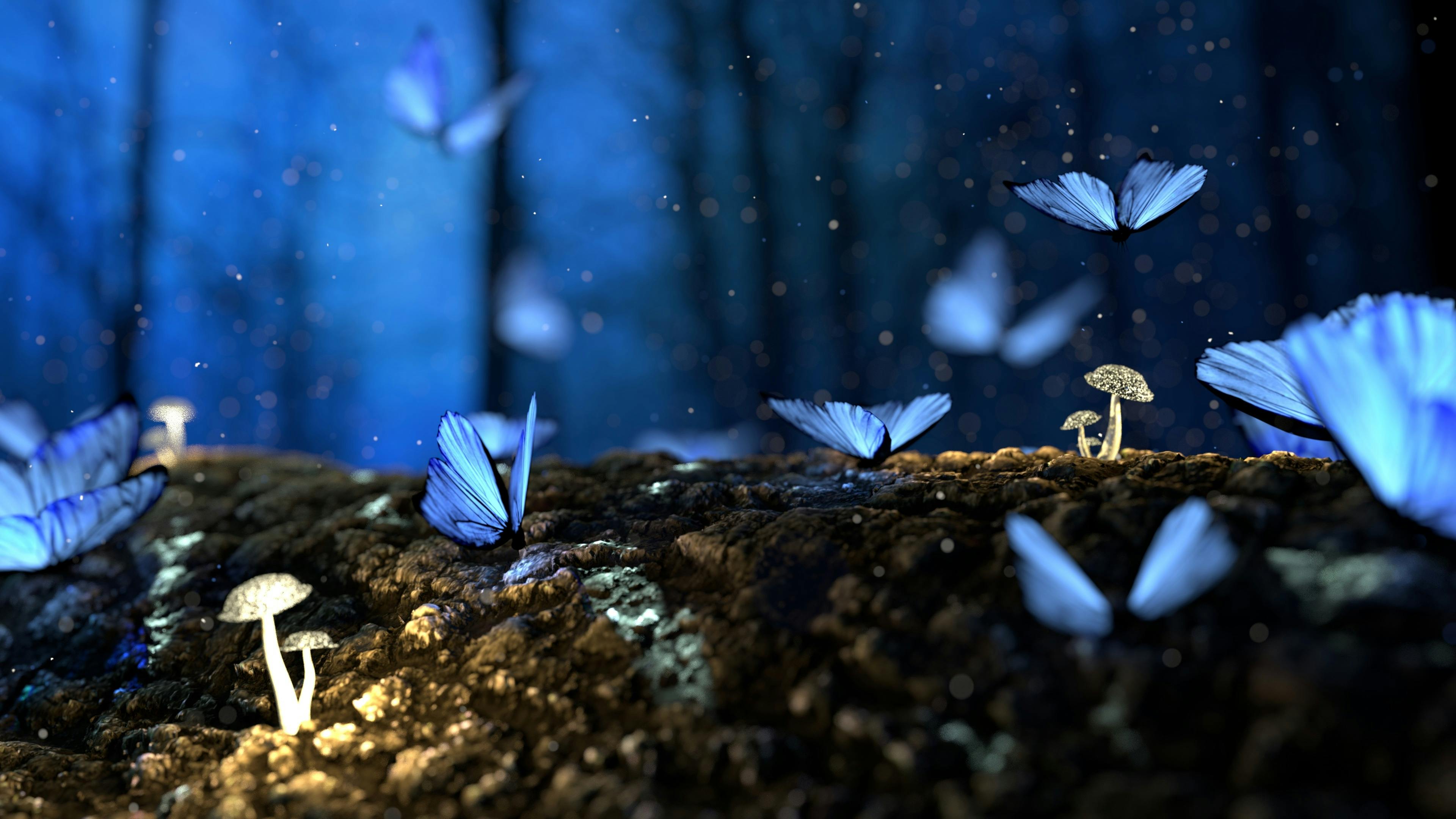Borboleta banner image