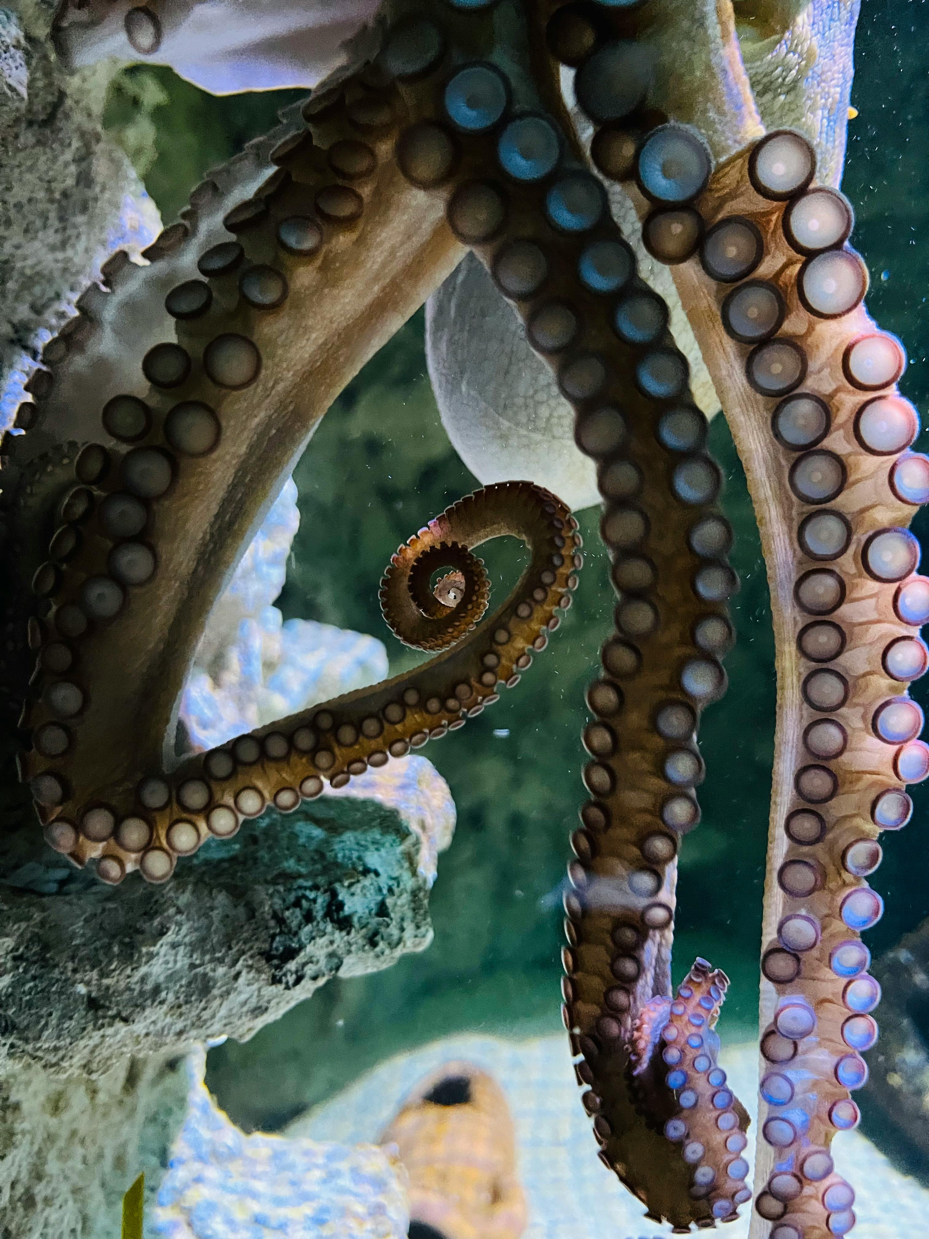 Polvo banner image